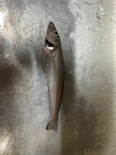 キスの釣果