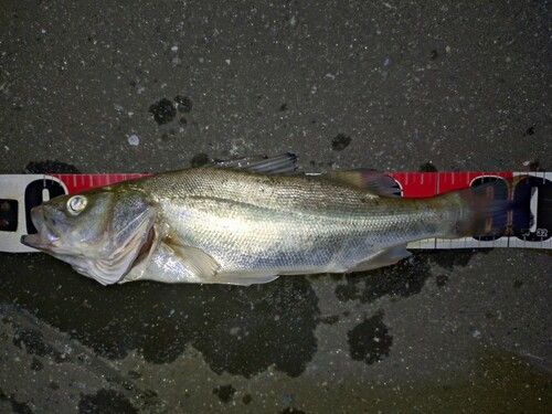 フッコ（タイリクスズキ）の釣果