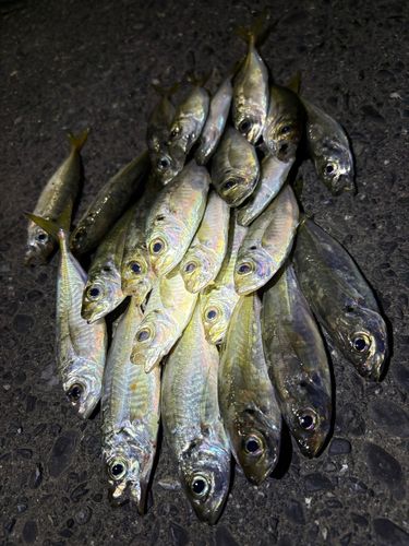 アジの釣果