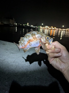 メバルの釣果