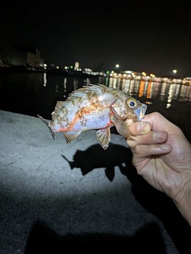 メバルの釣果