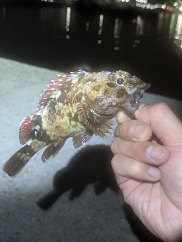 カサゴの釣果