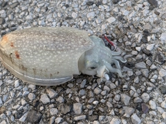 シリヤケイカの釣果