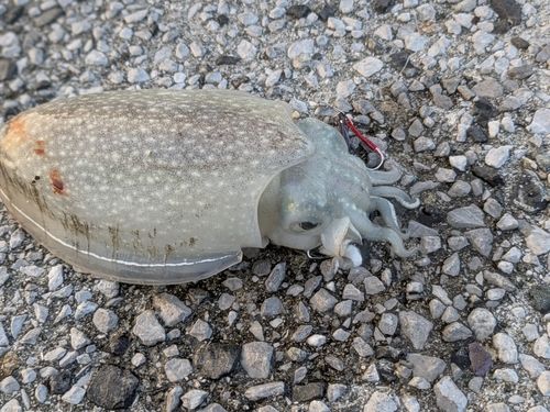 シリヤケイカの釣果