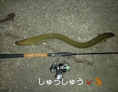 ウナギの釣果