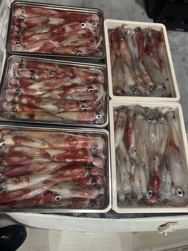 シロイカの釣果