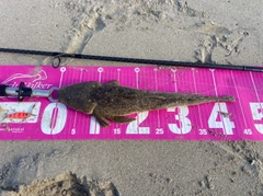マゴチの釣果