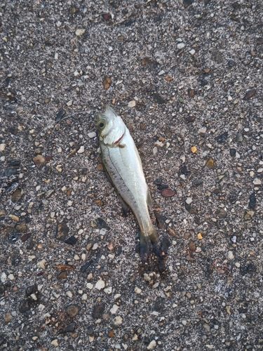 セイゴ（マルスズキ）の釣果