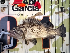 クロソイの釣果