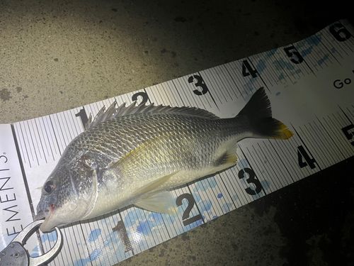 キビレの釣果