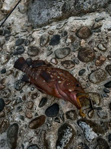 キジハタの釣果