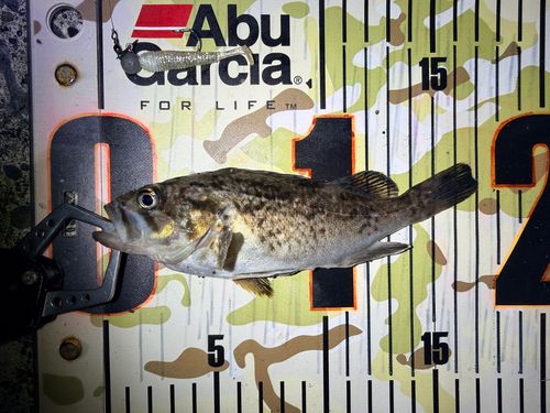 クロソイの釣果