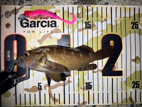 エゾメバルの釣果