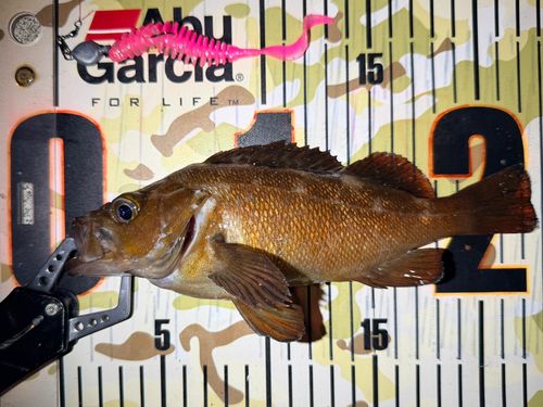 エゾメバルの釣果