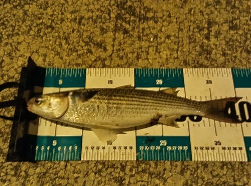 ボラの釣果