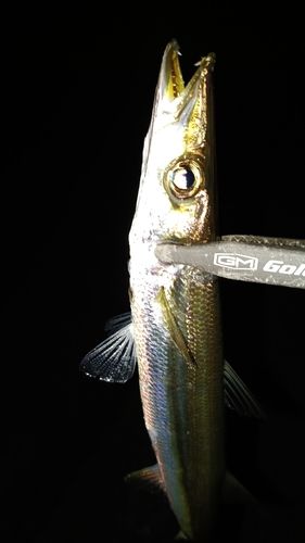 カマスの釣果