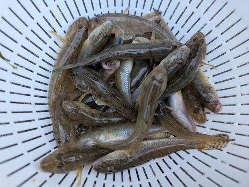 マハゼの釣果
