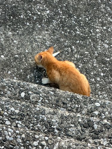 カマスの釣果
