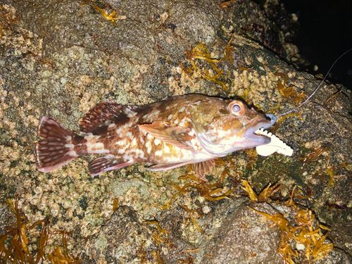 カサゴの釣果