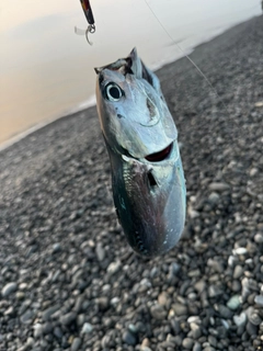 ソウダガツオの釣果