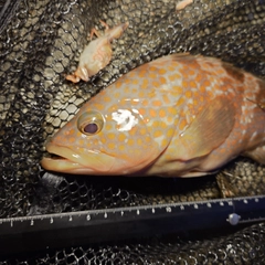 キジハタの釣果