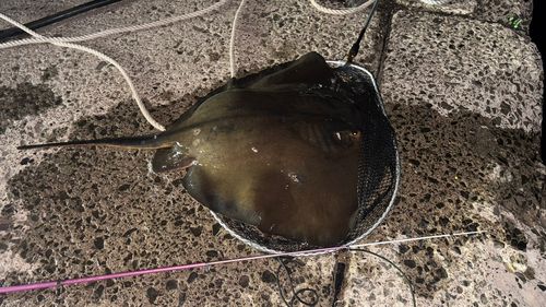 アカエイの釣果