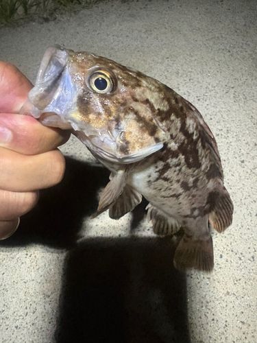 クロソイの釣果