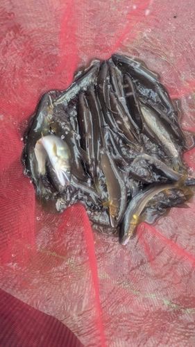 アユの釣果