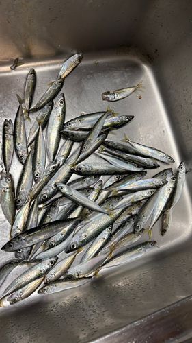 サバの釣果