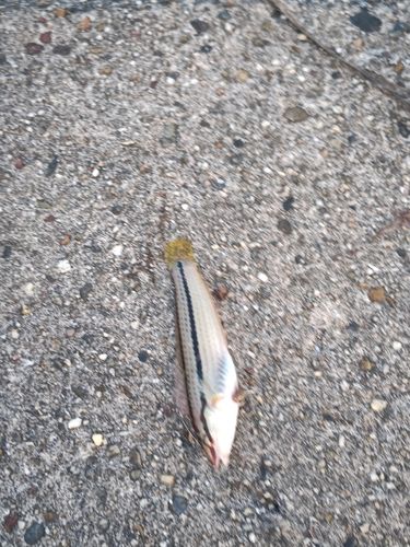キュウセンの釣果