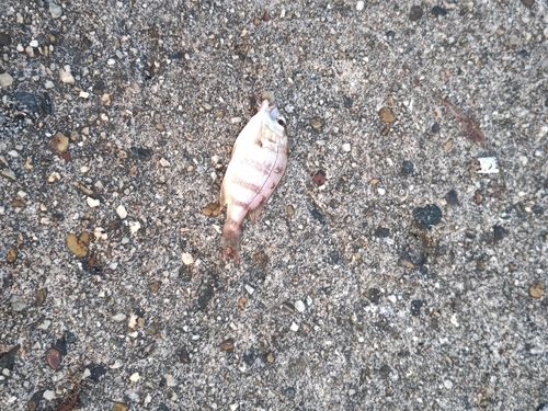チャリコの釣果