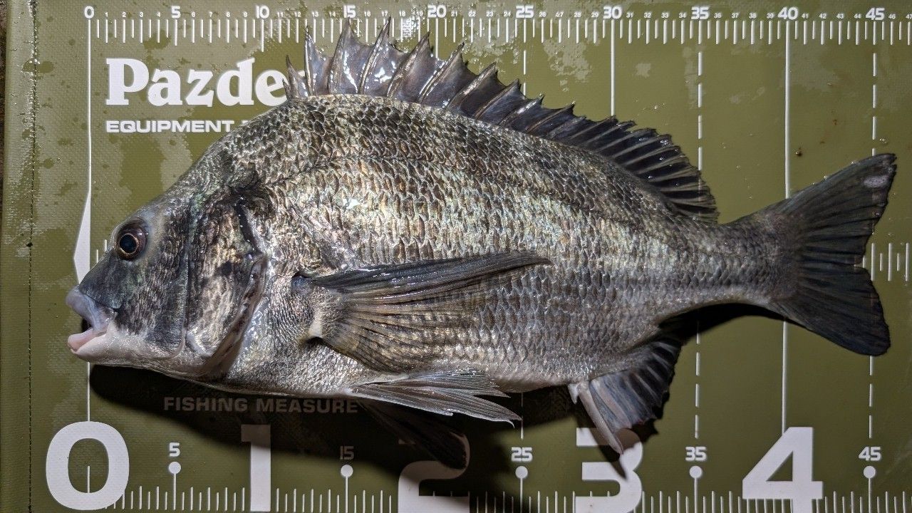 SHIMANO 22エクスセンス ∞ (インフィニティ) S96Mの最安値・インプレ