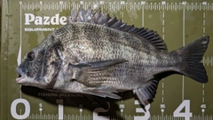 クロダイの釣果