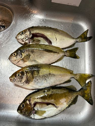 アイゴの釣果