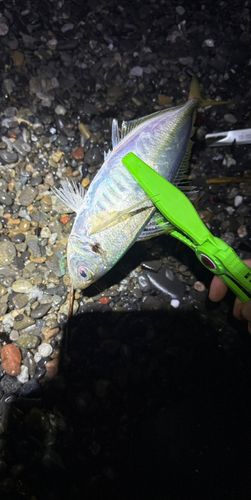 マアジの釣果