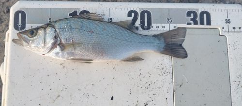 セイゴ（ヒラスズキ）の釣果