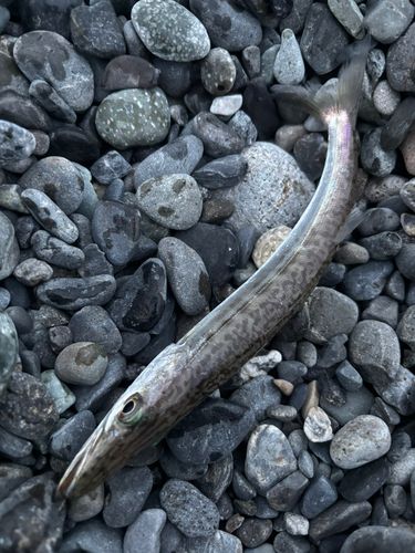 カマスの釣果