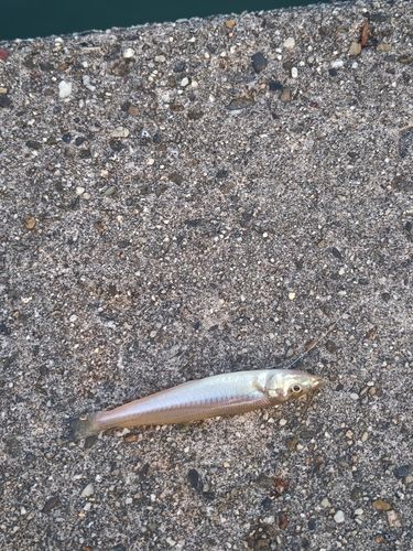 キスの釣果