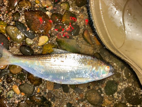 コノシロの釣果