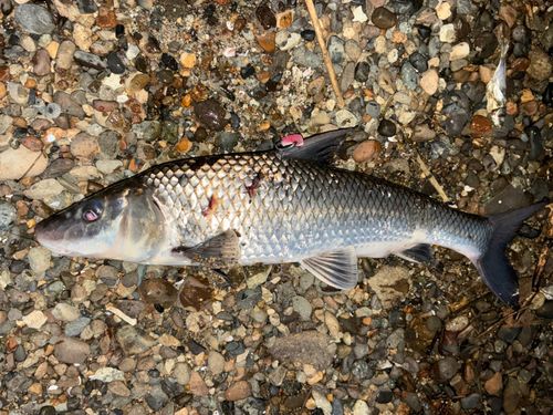 ニゴイの釣果