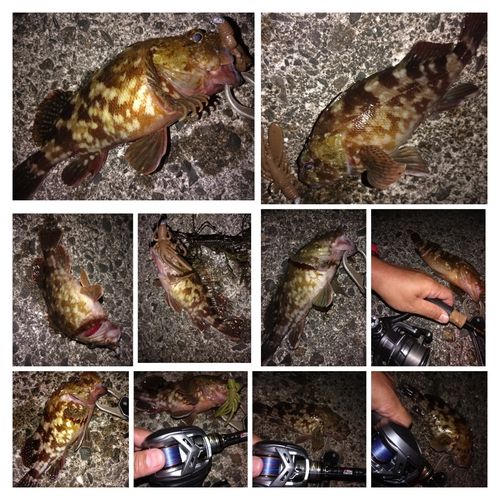 カサゴの釣果