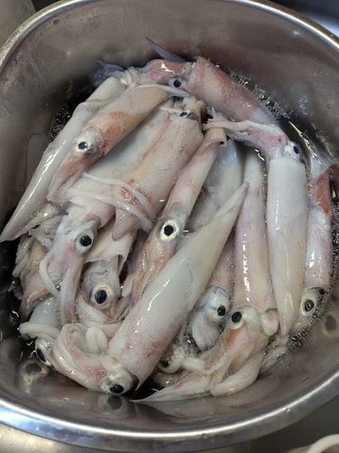 シロイカの釣果