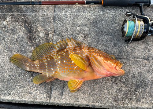 アコウの釣果