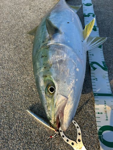 ワラサの釣果