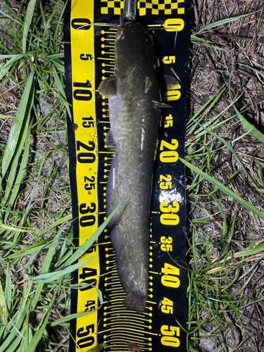 ナマズの釣果