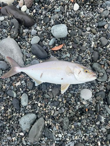 ショゴの釣果