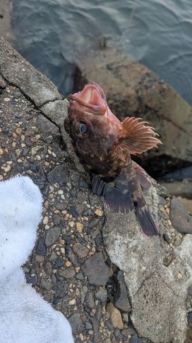 ガシラの釣果