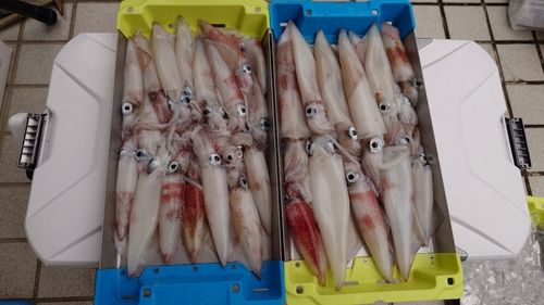 シロイカの釣果