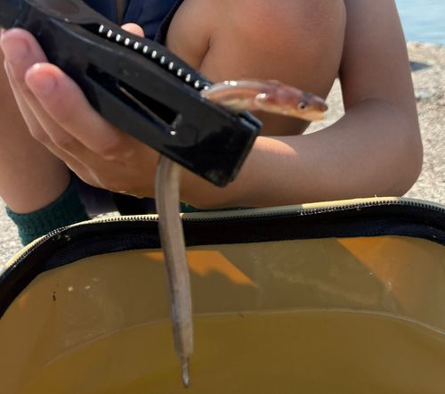 アナゴの釣果