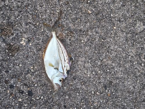 ヒイラギの釣果